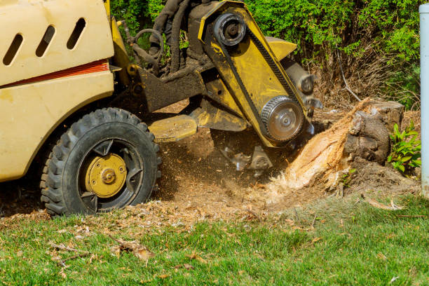 The Steps Involved in Our Tree Care Process in Lakewood Clu, MI